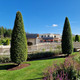 Hornbeam 'Fastigiata' 3-4ft Tall, Carpinus Betulus In a 2L Pot, Upright Growing Tree