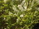25 Bird Cherry Trees,Flowering &  Berries, 40-60cm Prunus Padus,Birds Love Them