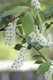 25 Bird Cherry Trees,Flowering &  Berries, 40-60cm Prunus Padus,Birds Love Them 25 Bird Cherry Trees,Flowering &  Berries, 40-60cm Prunus Padus,Birds Love Them