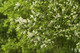 25 Bird Cherry Trees,Flowering &  Berries, 40-60cm Prunus Padus,Birds Love Them