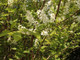 5 Bird Cherry Trees,Flowering &  Berries, 40-60cm Prunus Padus,Birds Love Them