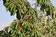 5 Bird Cherry Trees,Flowering &  Berries, 40-60cm Prunus Padus,Birds Love Them
