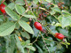 3 Dog Rose Hedging Plants 30-50cm  Rosa Canina,  Make Healthy Rose Hip Syrup
