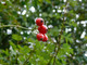 3 Dog Rose Hedging Plants 30-50cm  Rosa Canina,  Make Healthy Rose Hip Syrup