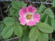 1 Dog Rose Hedging Plant 30-50cm  Rosa Canina,  Make Healthy Rose Hip Syrup
