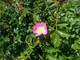 1 Dog Rose Hedging Plant 30-50cm  Rosa Canina,  Make Healthy Rose Hip Syrup