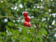 1 Dog Rose Hedging Plant 30-50cm  Rosa Canina,  Make Healthy Rose Hip Syrup