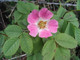 100 Dog Rose Hedging Plants 30-50cm  Rosa Canina,  Make Healthy Rose Hip Syrup