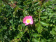 20 Dog Rose Hedging Plants 30-50cm  Rosa Canina,  Make Healthy Rose Hip Syrup