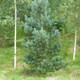 20 Scots Pine Trees 20-25cm Tall,Native Evergreen, Pinus Sylvestris 3yr old plants