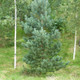 5 Scots Pine Trees 20-25cm Tall,Native Evergreen, Pinus Sylvestris 3yr old plants