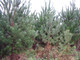 5 Scots Pine Trees 20-25cm Tall,Native Evergreen, Pinus Sylvestris 3yr old plants