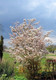 10 Snowy Mespilus 1-2ft Amelanchier Lamarckii hedging June Berry,Strong 2yr Old