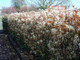 100 Snowy Mespilus 1-2ft Amelanchier Lamarckii hedging June Berry,Strong 2yr Old