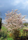 100 Snowy Mespilus 1-2ft Amelanchier Lamarckii hedging June Berry,Strong 2yr Old