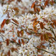 3 Snowy Mespilus 1-2ft Amelanchier Lamarckii hedging June Berry,Strong 2yr Old