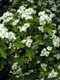 20 Hawthorn 4-5ft Hedging Plants, Crataegus, Quickthorn, Thorny Native Hedge