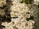 3 Hawthorn 4-5ft Hedging Plants, Crataegus, Quickthorn, Thorny Native Hedge