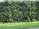3 Hawthorn 4-5ft Hedging Plants, Crataegus, Quickthorn, Thorny Native Hedge