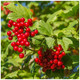100 Guelder Rose Hedging Plants 30-40cm, Viburnum Opulus Native Hedges,Flowers & Berries 100 Guelder Rose Hedging Plants 30-40cm, Viburnum Opulus Native Hedges,Flowers & Berries