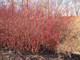 100 Red Dogwood 2-3ft Hedging Plants,Beautiful Red Bark Cornus Alba Sibirica