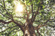 100 Sycamore Maple Trees, 40-60cm Acer Pseudoplatanus Hedge,Stunning Autumn Colour
