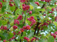 100 Spindle Hedging 1-2ft Tall, Euonymus Europaeus,Beautiful Pink Autumn Berries