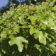 20 Field Maple Hedging, Native Trees Acer Campestre 40-60cm Plants,Autumn Colour