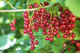 5 'Jonkheer van tets' Redcurrant / Ribes Rubrum Jonkheer van Tets'  5 'Jonkheer van tets' Redcurrant / Ribes Rubrum Jonkheer van Tets'