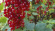 5 'Jonkheer van tets' Redcurrant / Ribes Rubrum Jonkheer van Tets' 