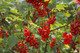 5 'Jonkheer van tets' Redcurrant / Ribes Rubrum Jonkheer van Tets' 