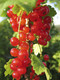 1 'Jonkheer van tets' Redcurrant / Ribes Rubrum Jonkheer van Tets' 