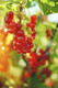 1 'Jonkheer van tets' Redcurrant / Ribes Rubrum Jonkheer van Tets' 