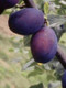Czar Plum Tree 4-5ft Self Fertile, Ready to Fruit, Good For Cooking or Eating