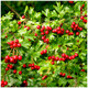 25 Hawthorn 3-4ft Hedging Plants, Crataegus, Quickthorn, Thorny Native Hedge 25 Hawthorn 3-4ft Hedging Plants, Crataegus, Quickthorn, Thorny Native Hedge
