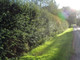 1 Hawthorn Hedging Plant, 3-4ft Hedge, Native Hawthorne, Quickthorn,Mayflower