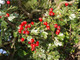 10 Hawthorn 3-4ft Hedging Plants, Crataegus, Quickthorn, Thorny Native Hedge 10 Hawthorn 3-4ft Hedging Plants, Crataegus, Quickthorn, Thorny Native Hedge