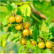 3 Yellow Gooseberry Plant / Uva Crispa Hinnonmakii' 3-5 Branches, Ready To Fruit