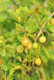 1 Yellow Gooseberry Plant / Uva Crispa Hinnonmakii' 3-5 Branches, Ready To Fruit