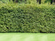 500 Green Beech Hedging Plants, Fagus Sylvatica Trees, 30-50cm,Copper in Winter