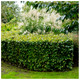 250 Green Beech Hedging Plants, Fagus Sylvatica Trees, 30-50cm,Copper in Winter