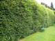 5 Green Beech Hedging Plants, Fagus Sylvatica Trees, 30-50cm,Copper in Winter