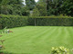 1 Green Beech Hedging Plant, Fagus Sylvatica Trees, 30-50cm,Copper in Winter