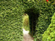 3 Green Beech Hedging Plants, Fagus Sylvatica Trees, 30-50cm,Copper in Winter