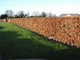 3 Green Beech Hedging Plants, Fagus Sylvatica Trees, 30-50cm,Copper in Winter