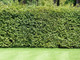 3 Green Beech Hedging Plants, Fagus Sylvatica Trees, 30-50cm,Copper in Winter