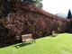3 Green Beech Hedging Plants, Fagus Sylvatica Trees, 30-50cm,Copper in Winter