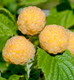 1 'Fallgold' Yellow Raspberry Cane / Rubus Idaeus 'Fallgold', Extremely Tasty