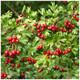 100 Hawthorn 2-3ft, 60-90cm Hedging Plants, Crataegus, Quickthorn, Thorny Native Hedge 100 Hawthorn 2-3ft, 60-90cm Hedging Plants, Crataegus, Quickthorn, Thorny Native Hedge