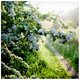1 Hawthorn 2-3ft Tall Hedging Plant, Whitethorn, Quickthorn, Thorny Native Hedge